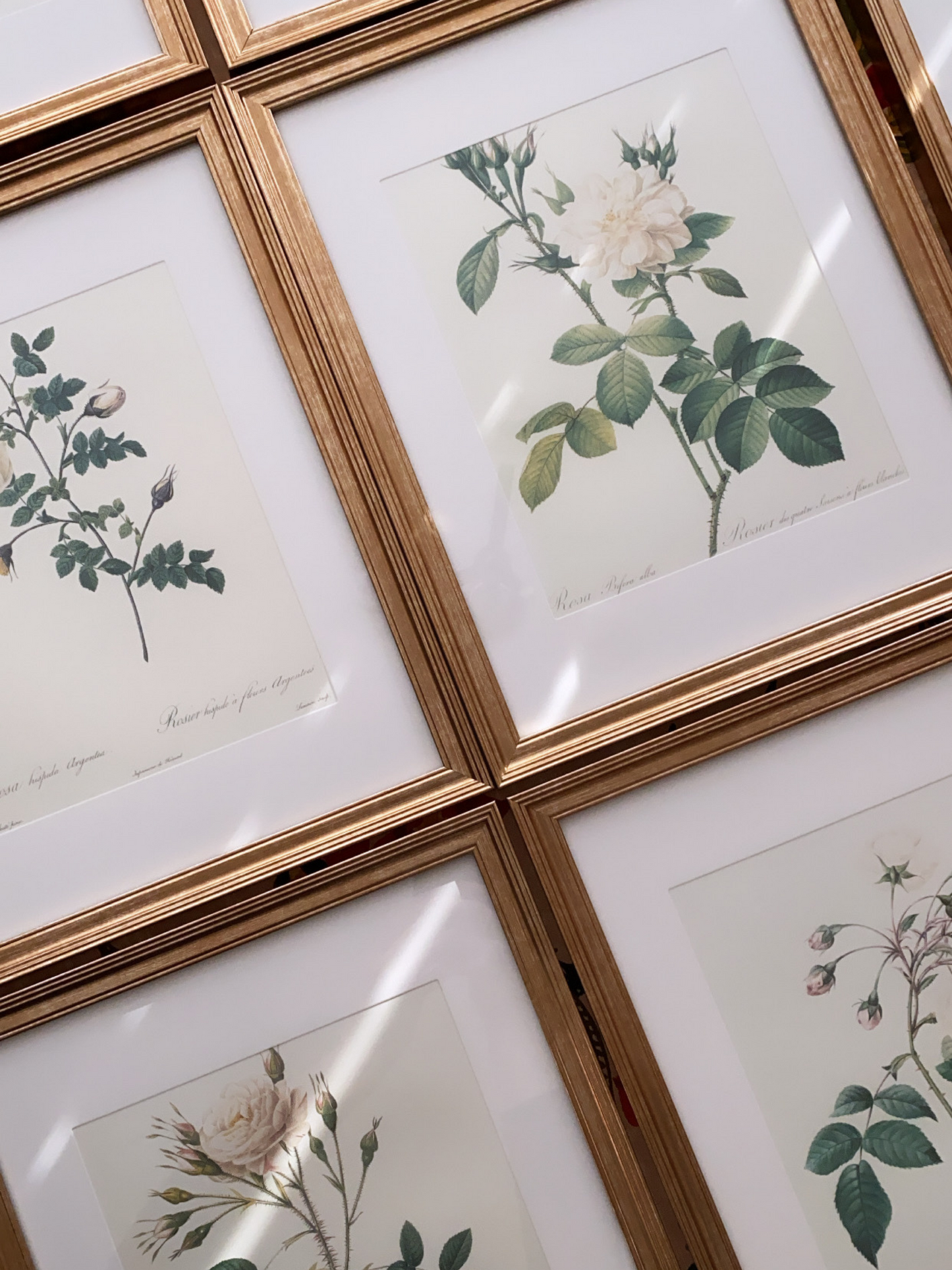 Rosa Pimpinellifolia Inermis Print