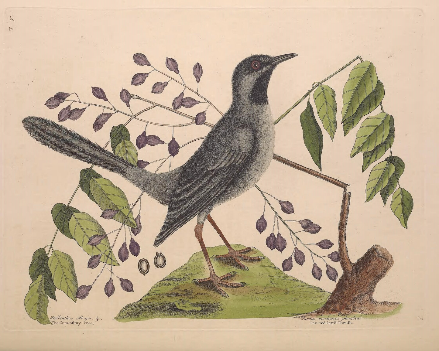 18th c. Bird II Antique Art Print