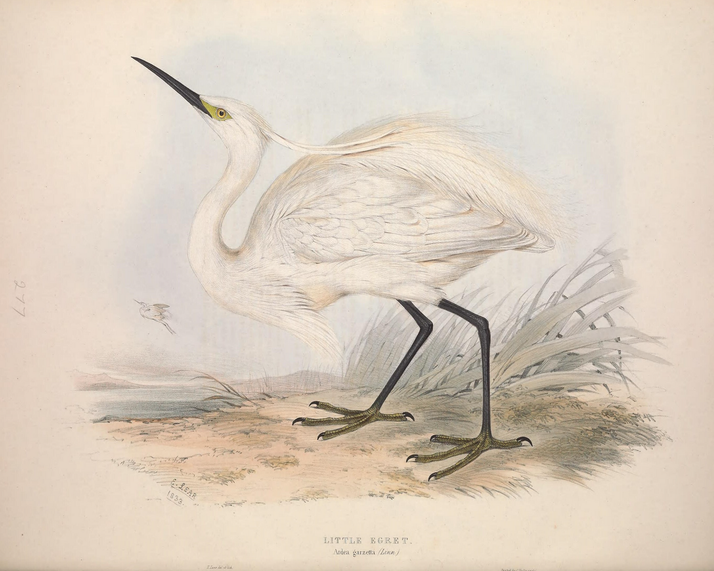 European Egret (Heron) I Antique Art Print