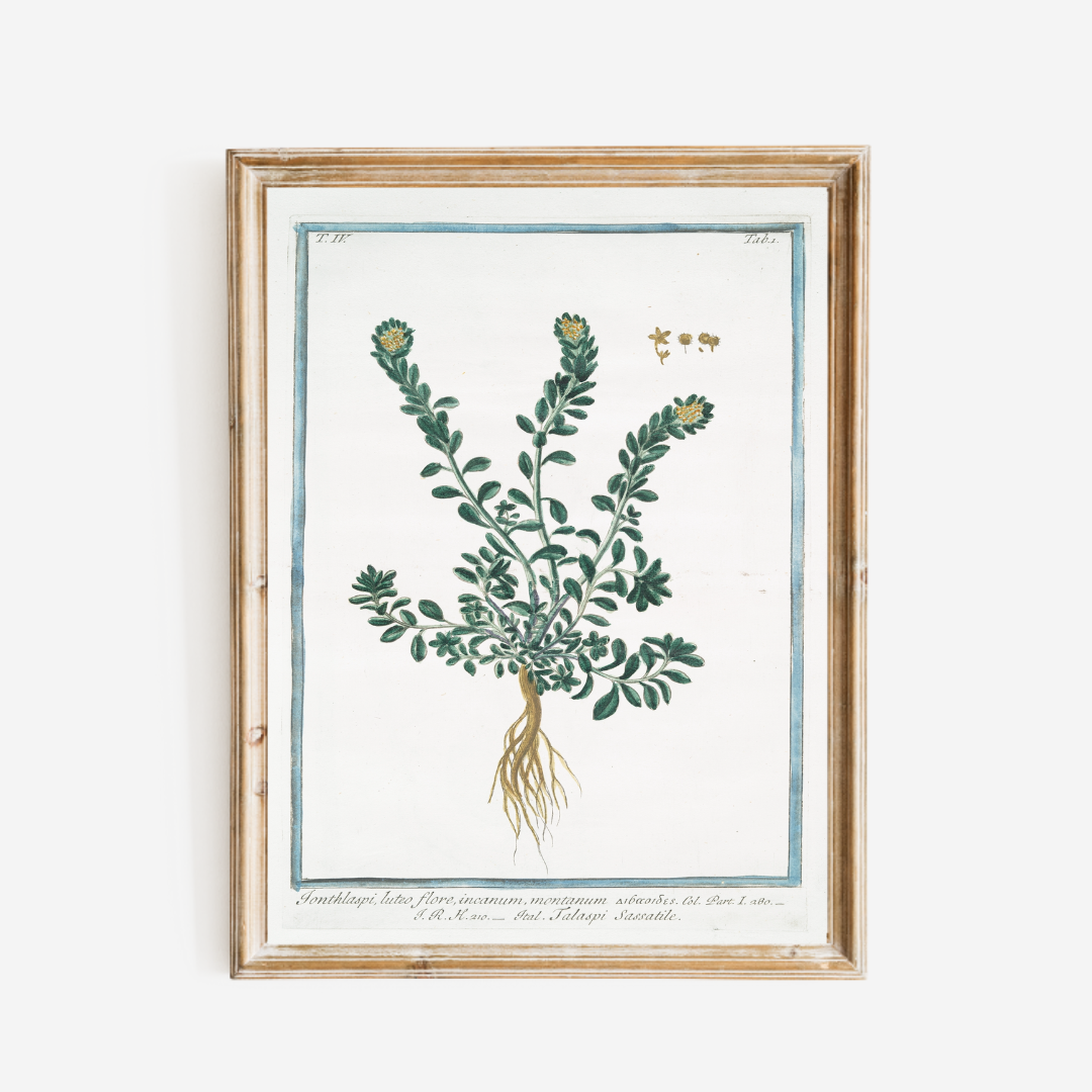 18th c. Florals VIII Antique Art Print