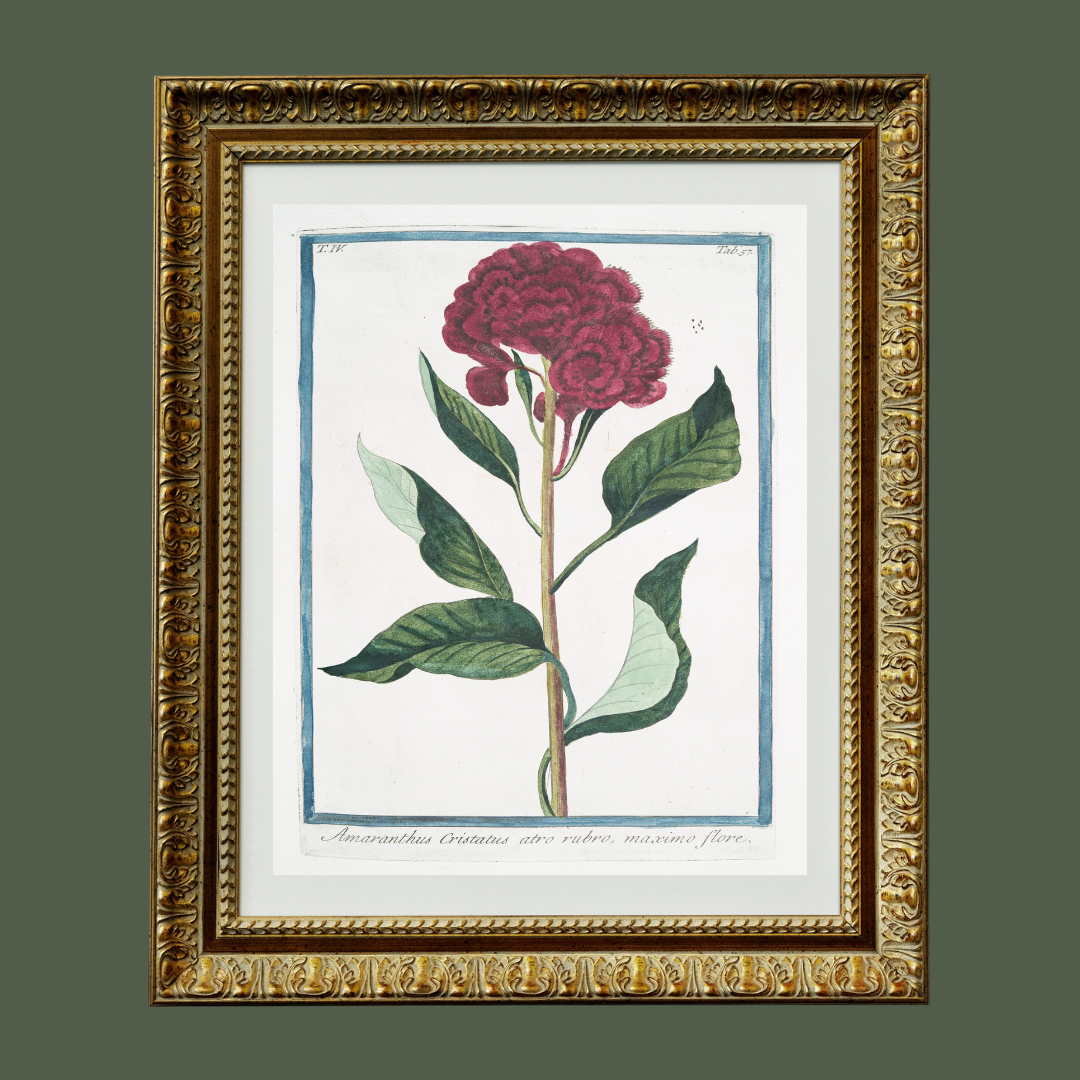 18th c. Florals I Antique Art Print