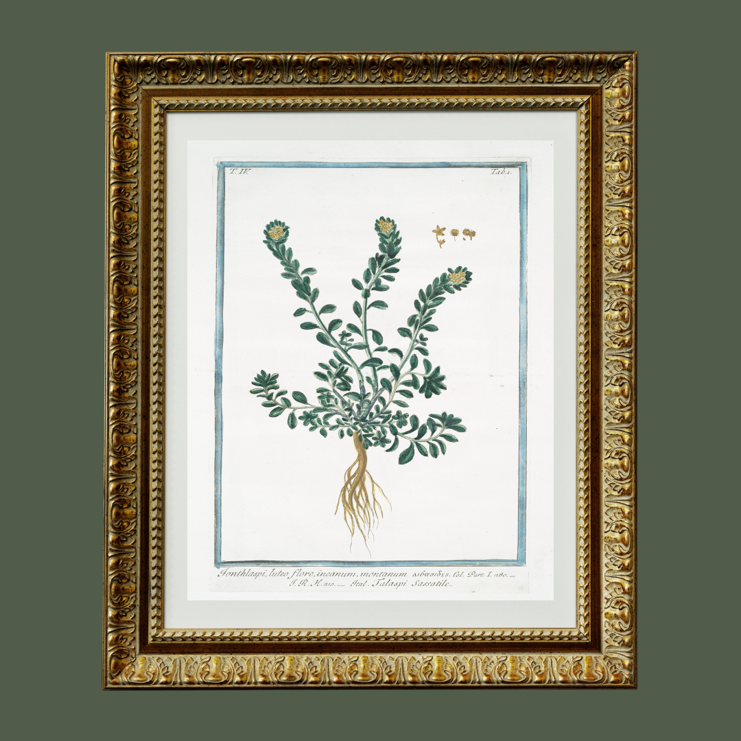 18th c. Florals VIII Antique Art Print