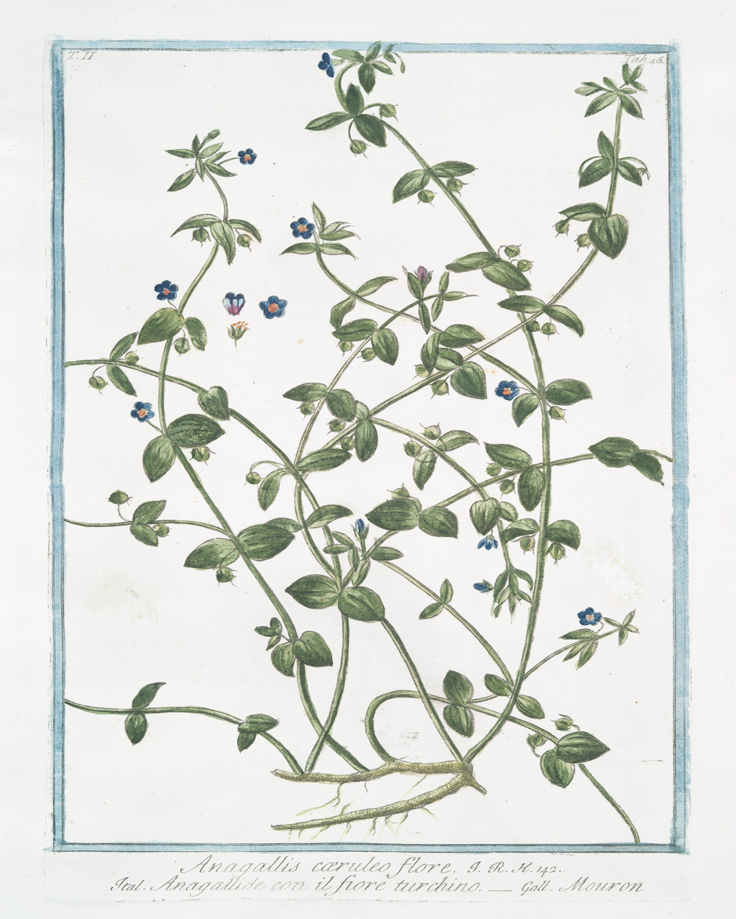 18th c. Florals II Antique Art Print