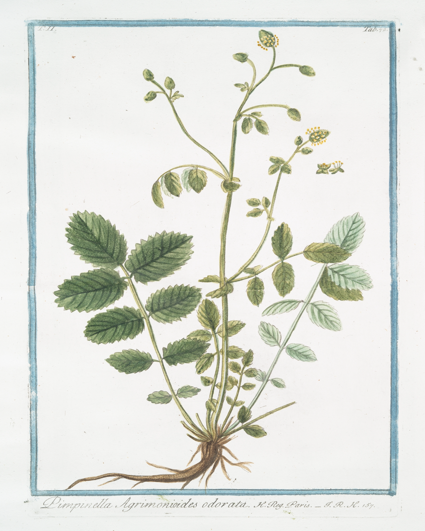 18th c. Florals V Antique Art Print