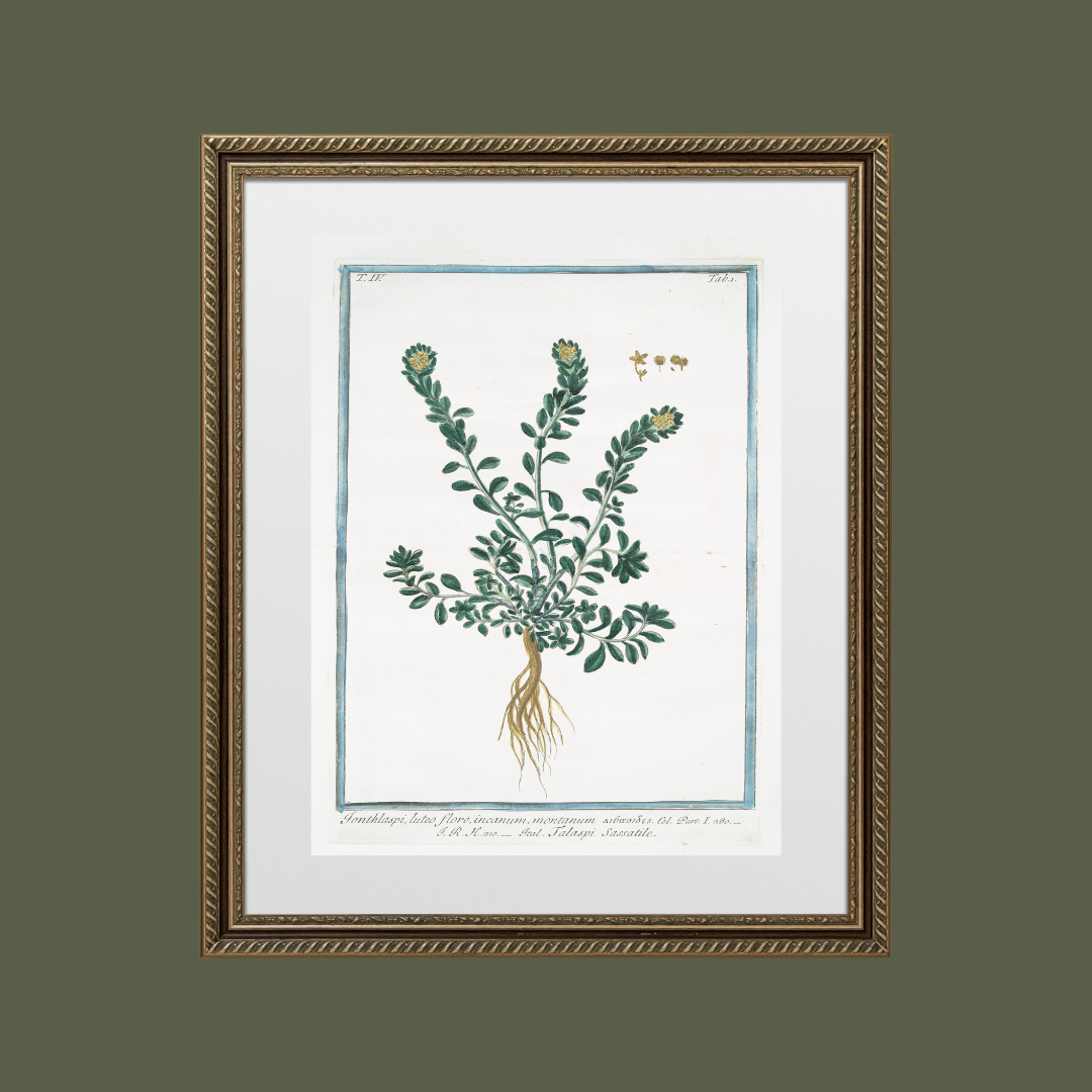18th c. Florals VIII Antique Art Print