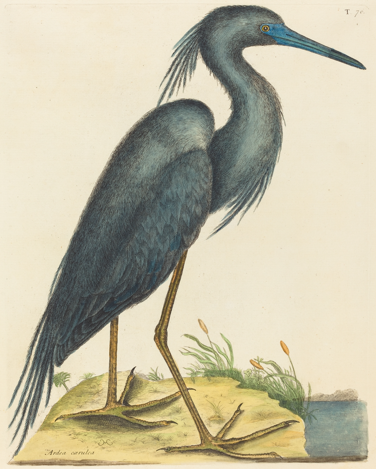 Blue Heron Antique Art Print