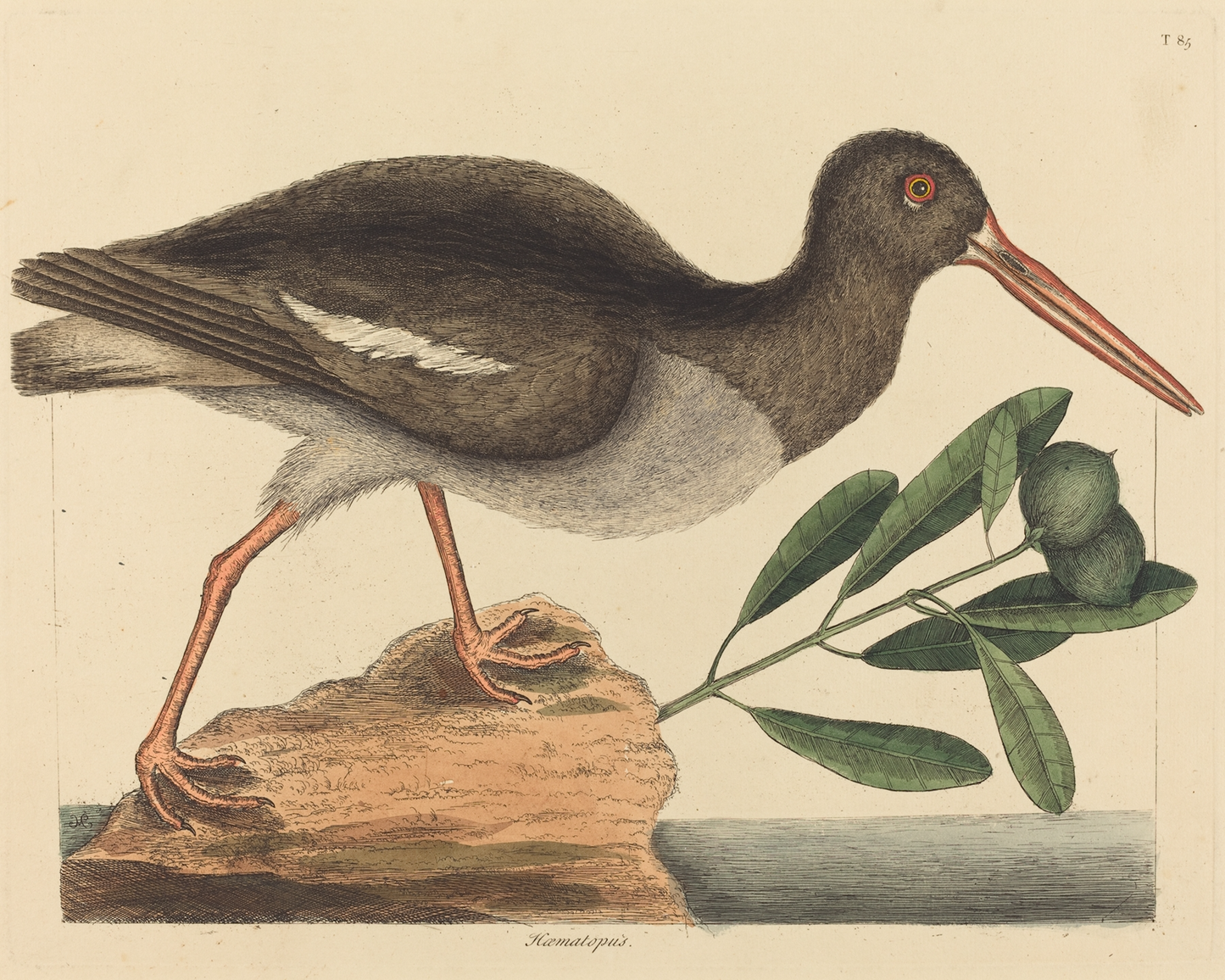 Oyster Catcher Antique Art Print