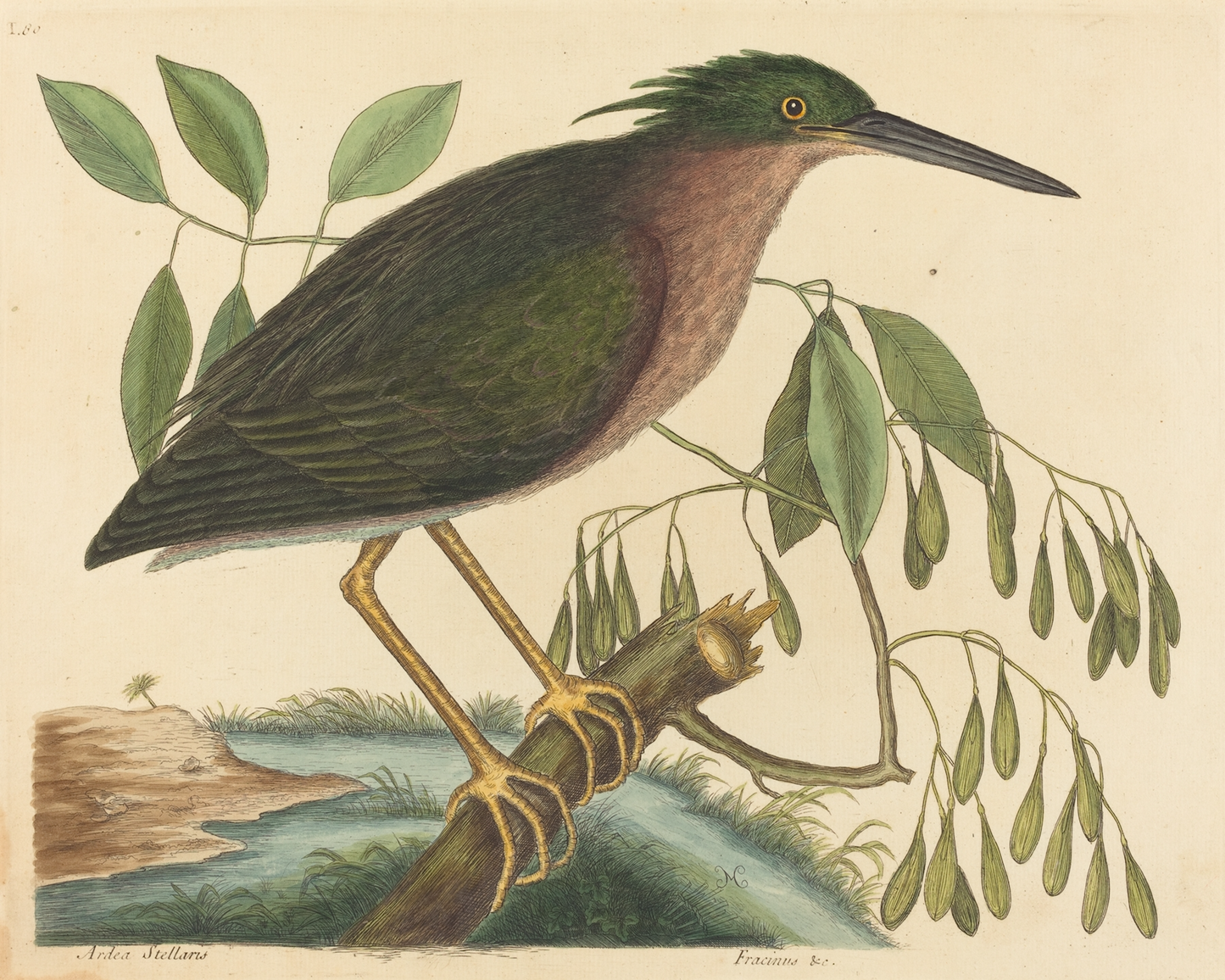 Bittern Bird Antique Art Print