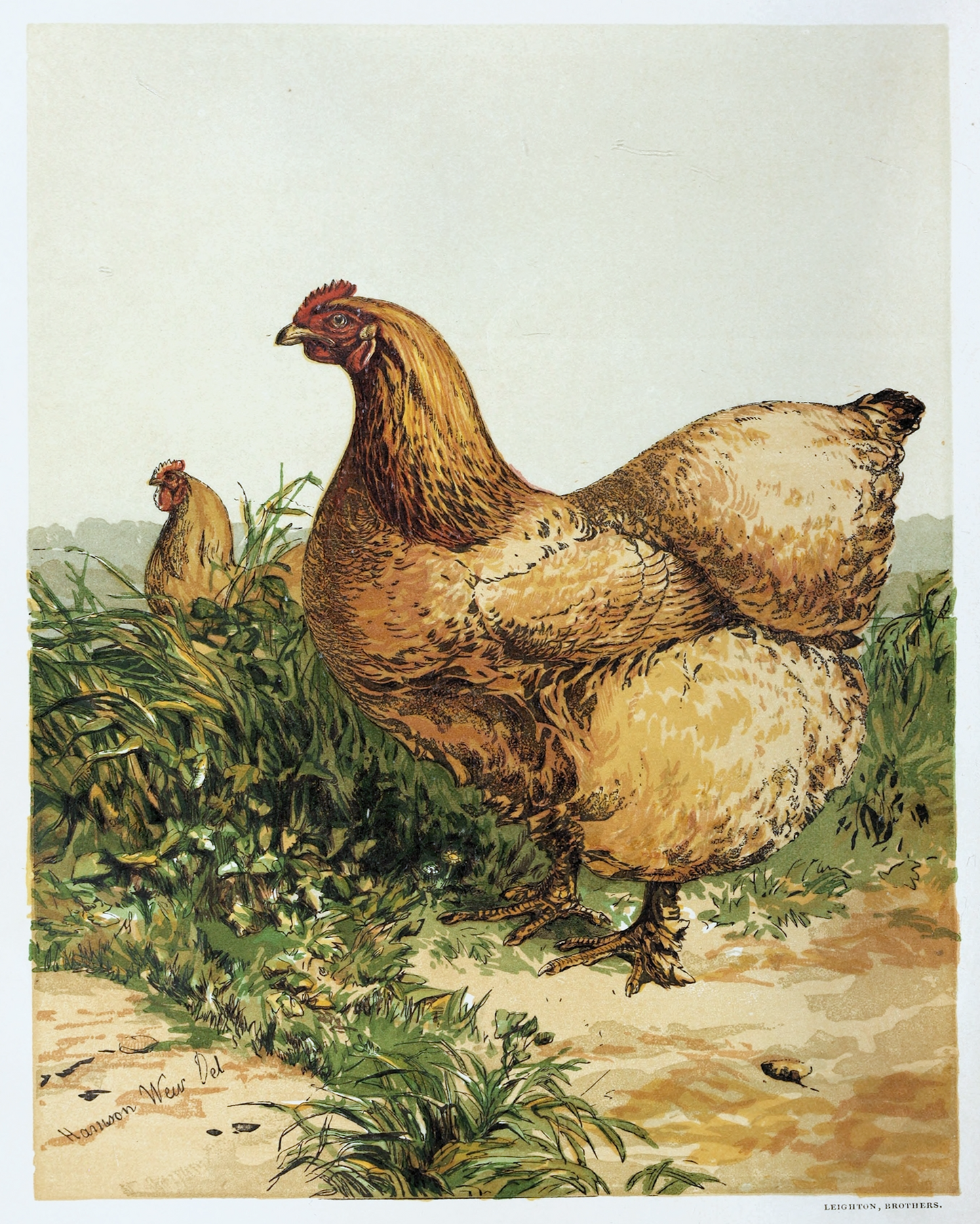 English Hen I Print
