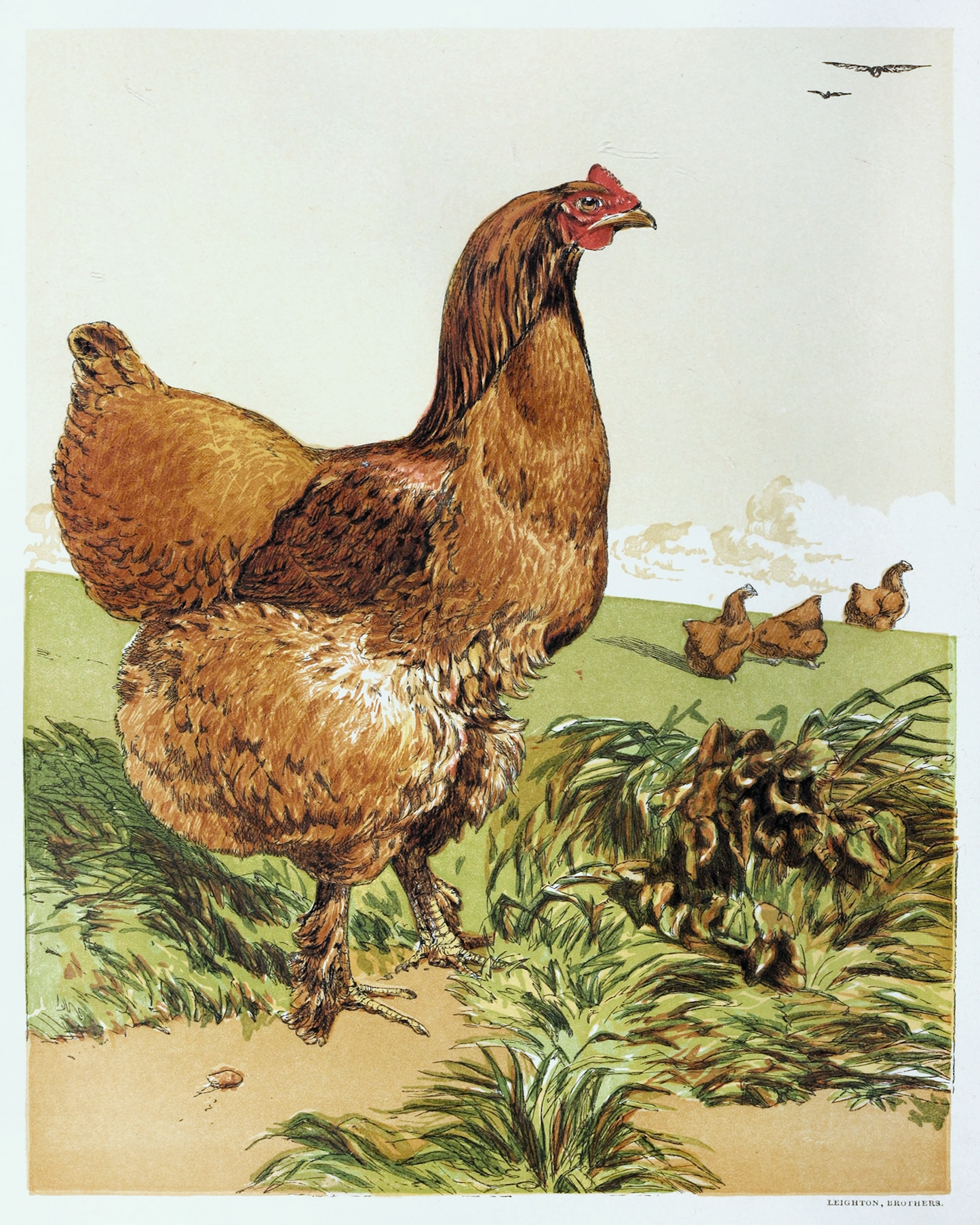 English Hen II Print
