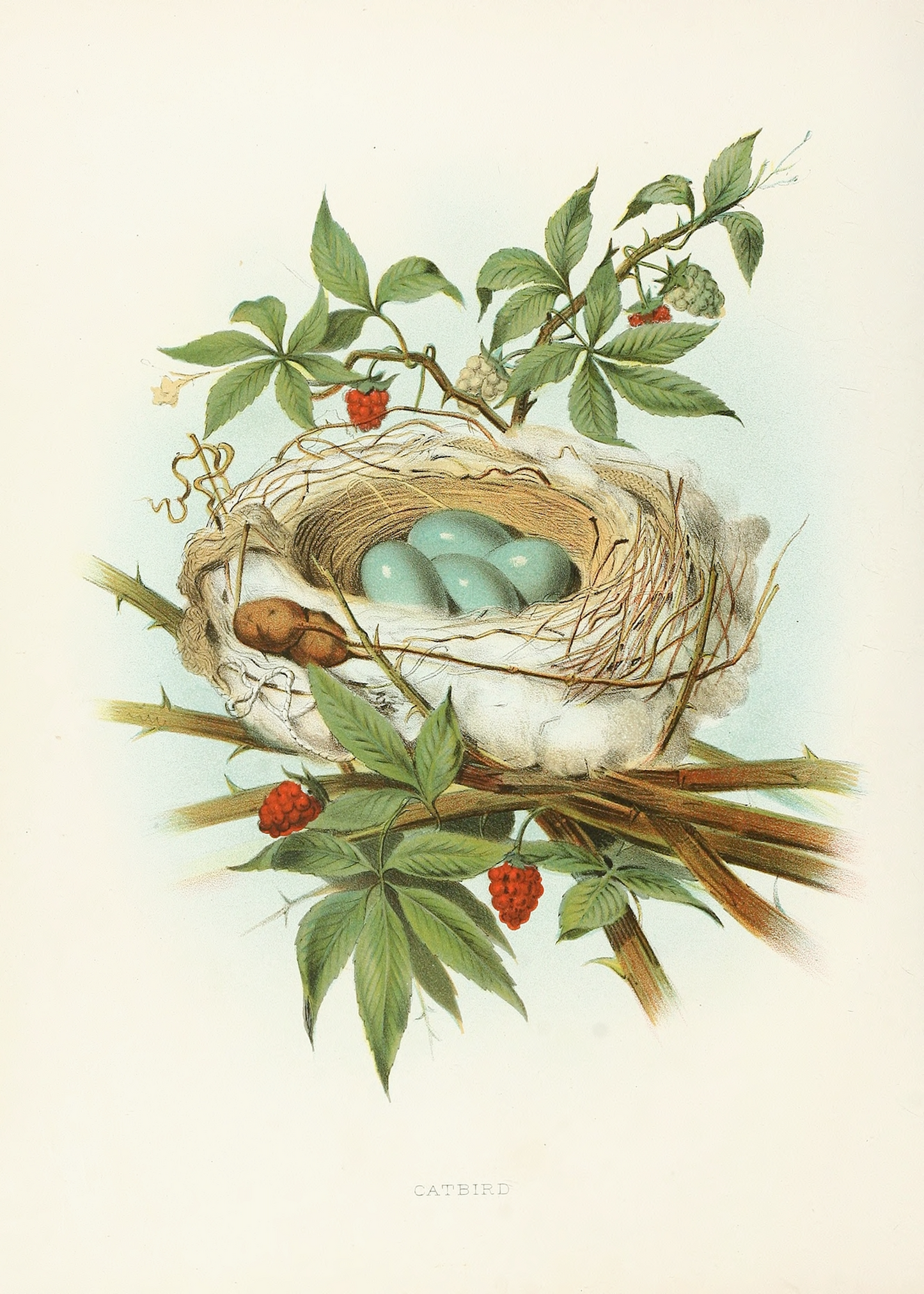 Bird Nest I Print