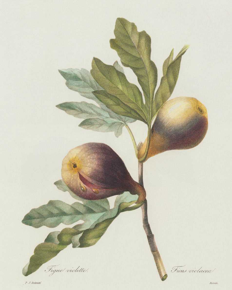 Figs Print