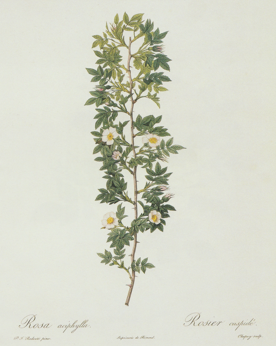 White Rose Sprig Print
