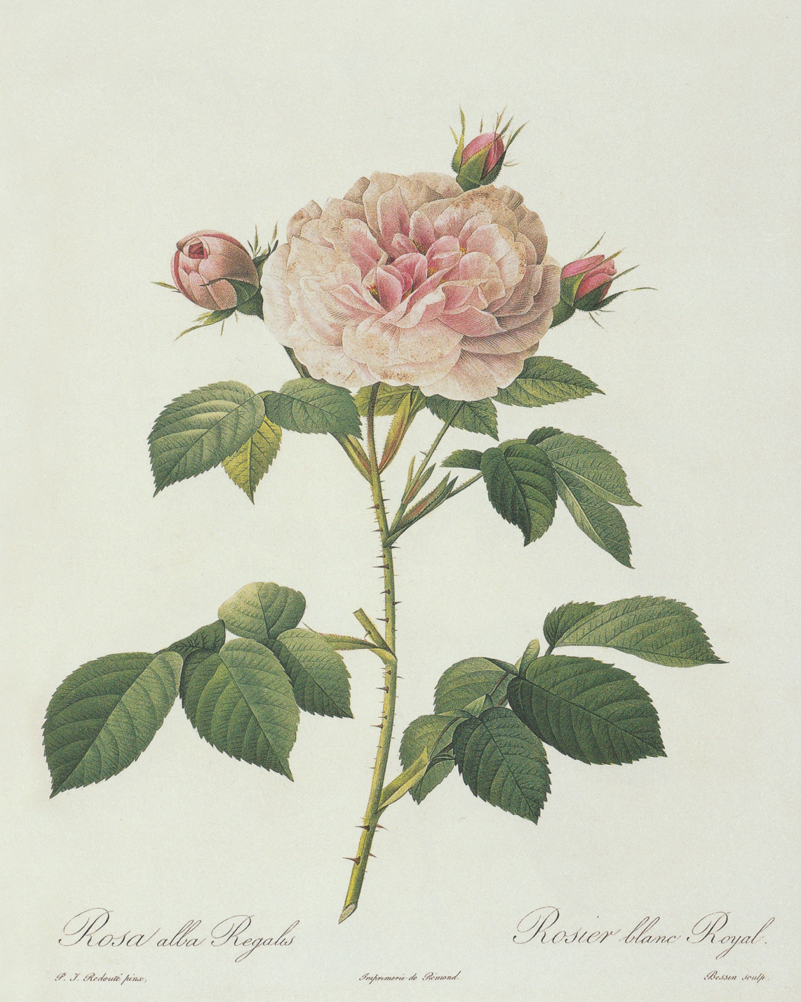 Pink Rose