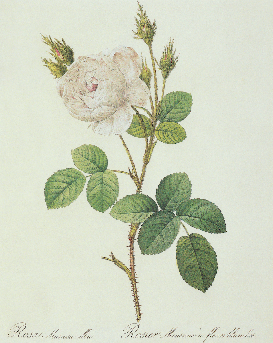 Climbing White Rose