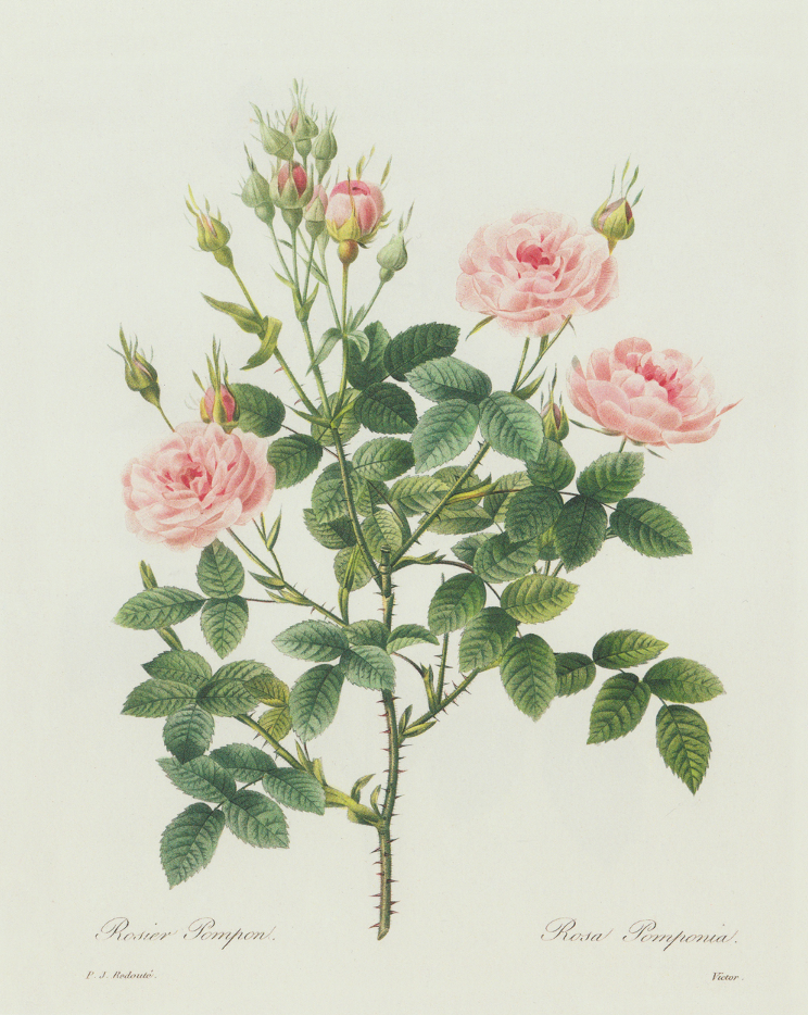 Rosebuds in Bloom Print