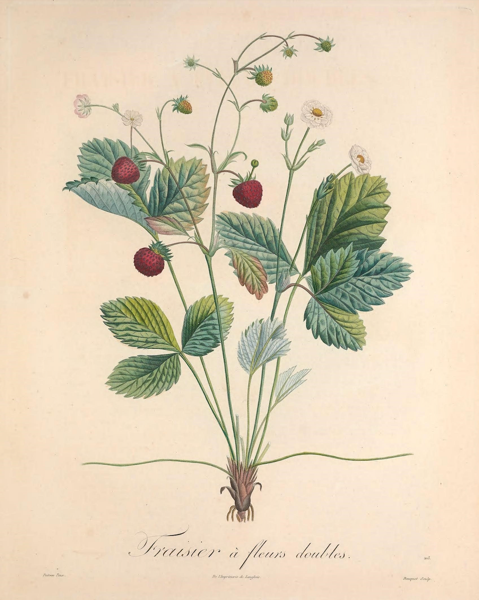19th c. Strawberry Bush I