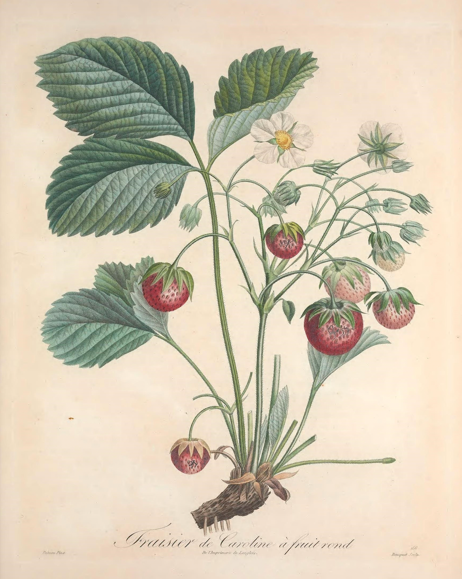 19th c. Strawberry Bush VII