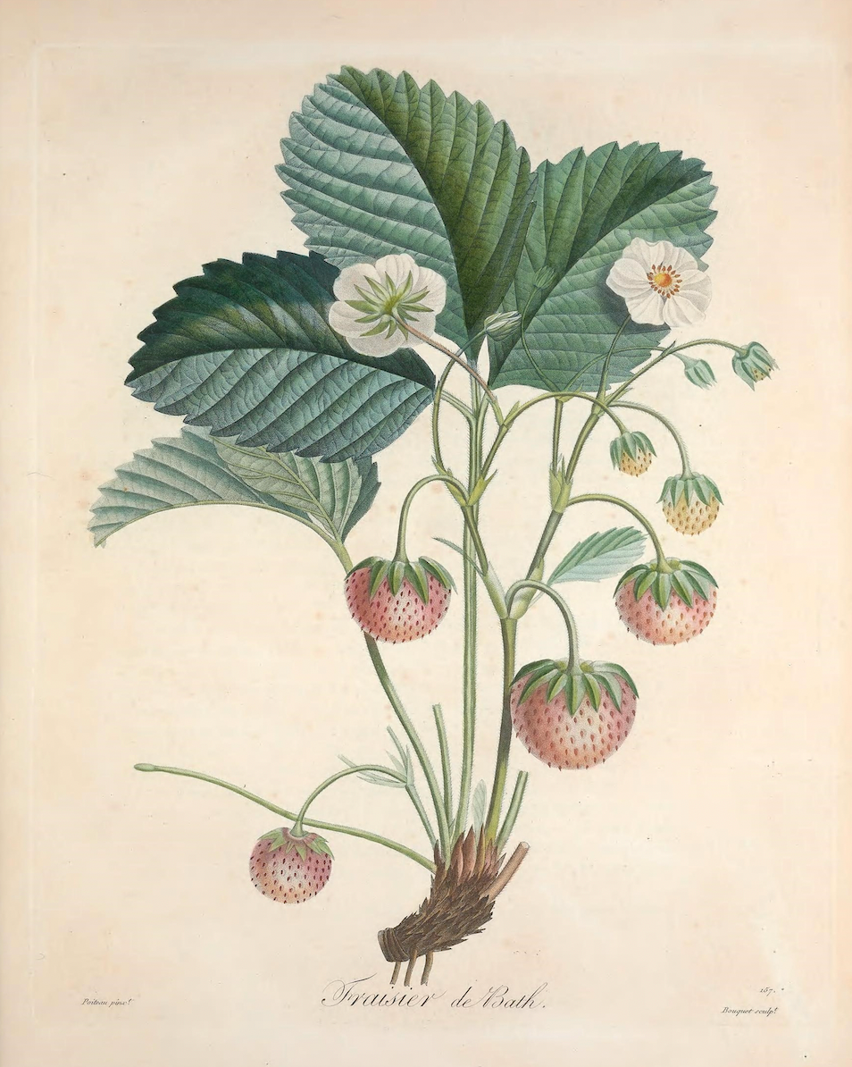 19th c. Strawberry Bush VIII