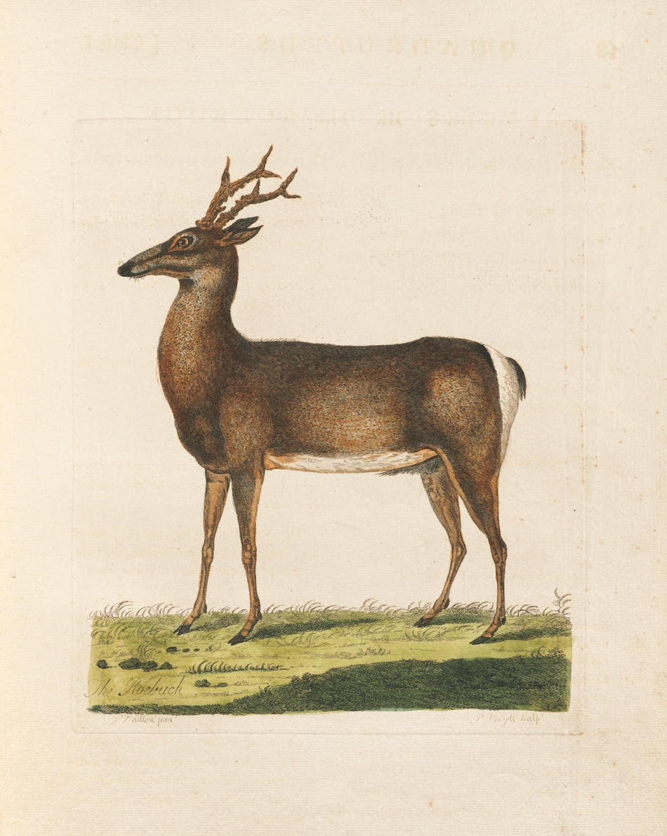 The Roebuck 1766 Print