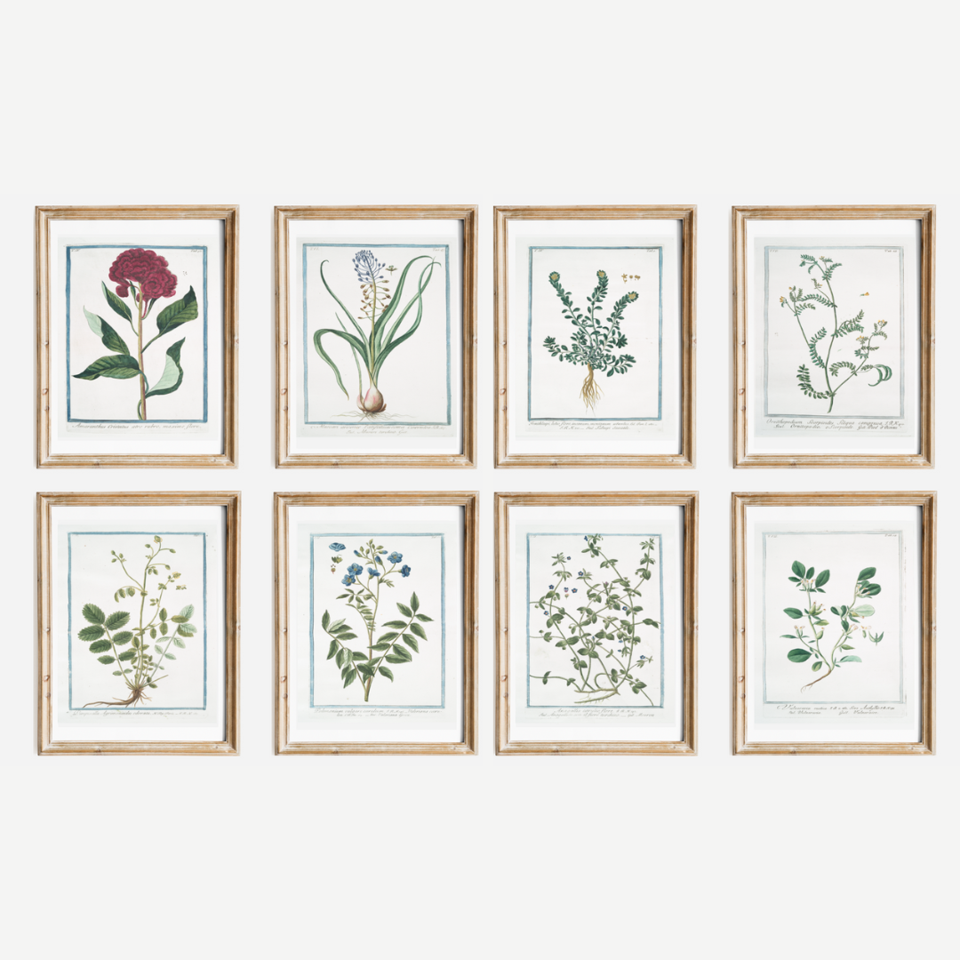 18th c. Florals VIII Antique Art Print