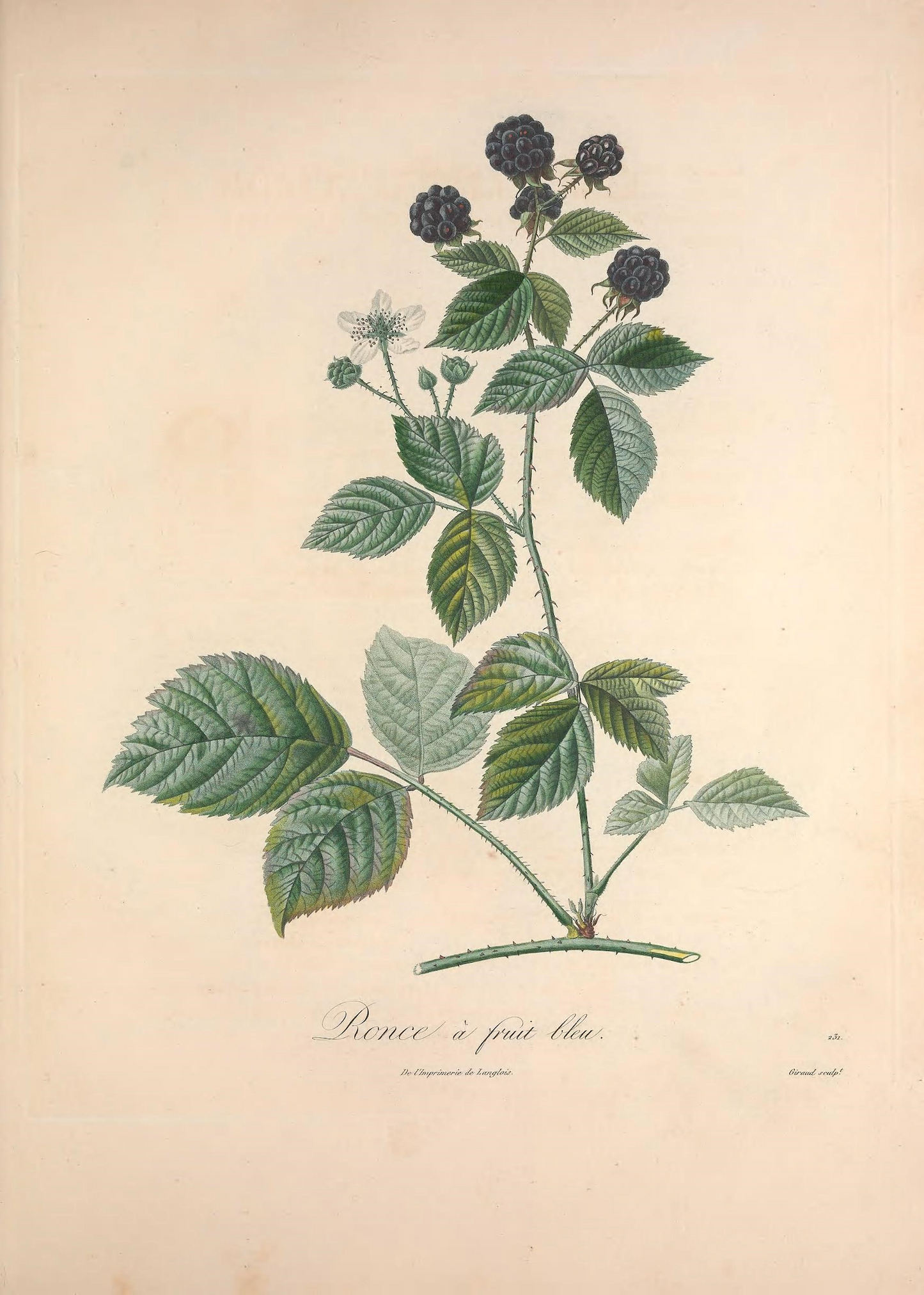 Dewberry Print