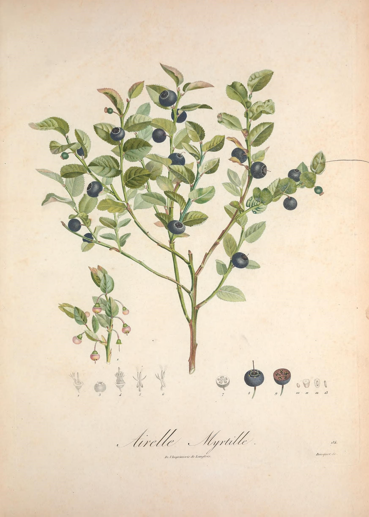 Blueberry Print