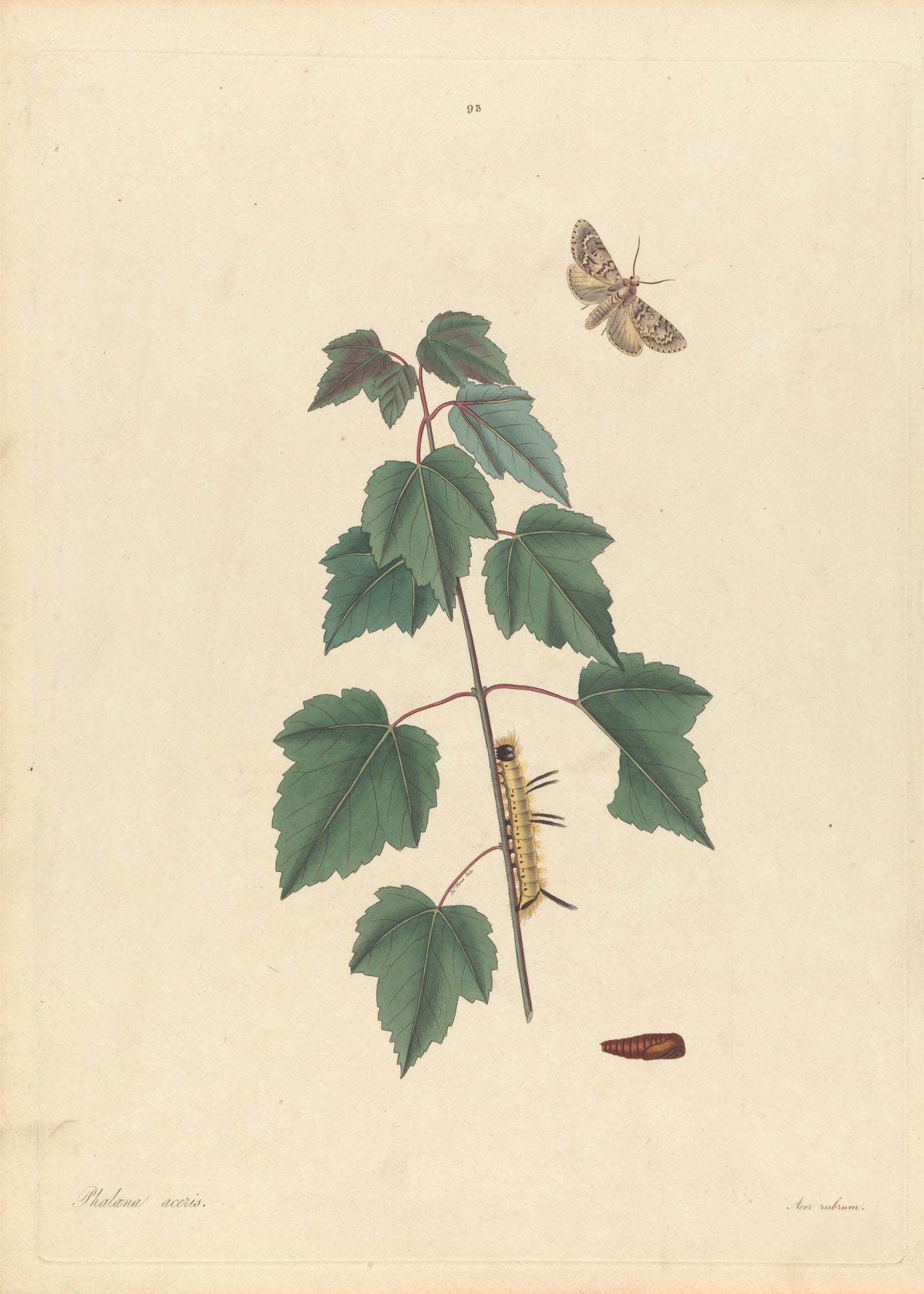 Insects II 1797 Print