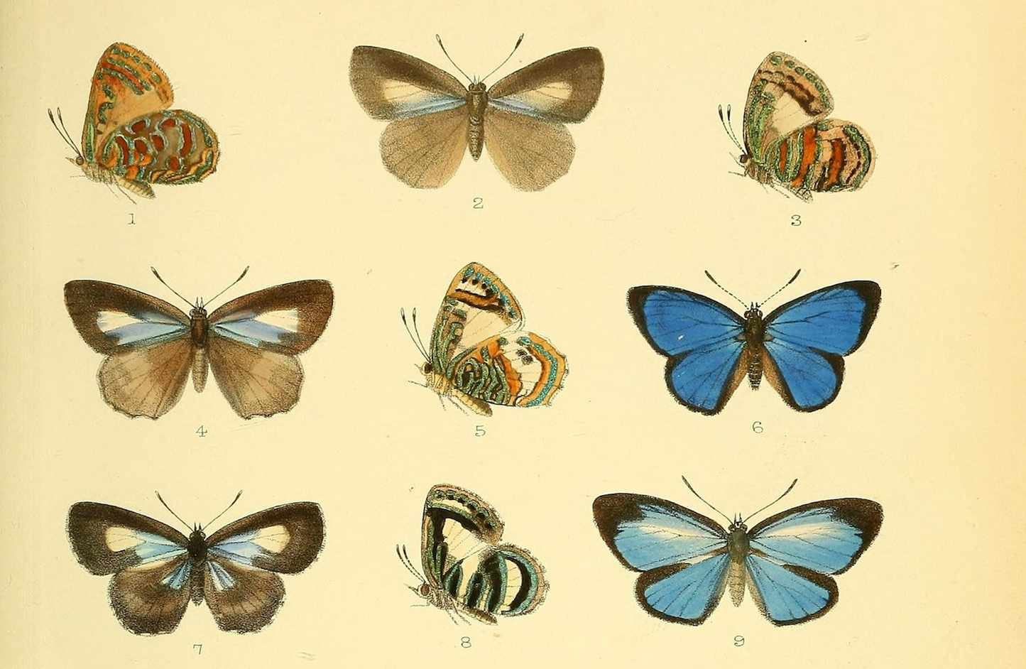 Study of Butterflies 1891 Print