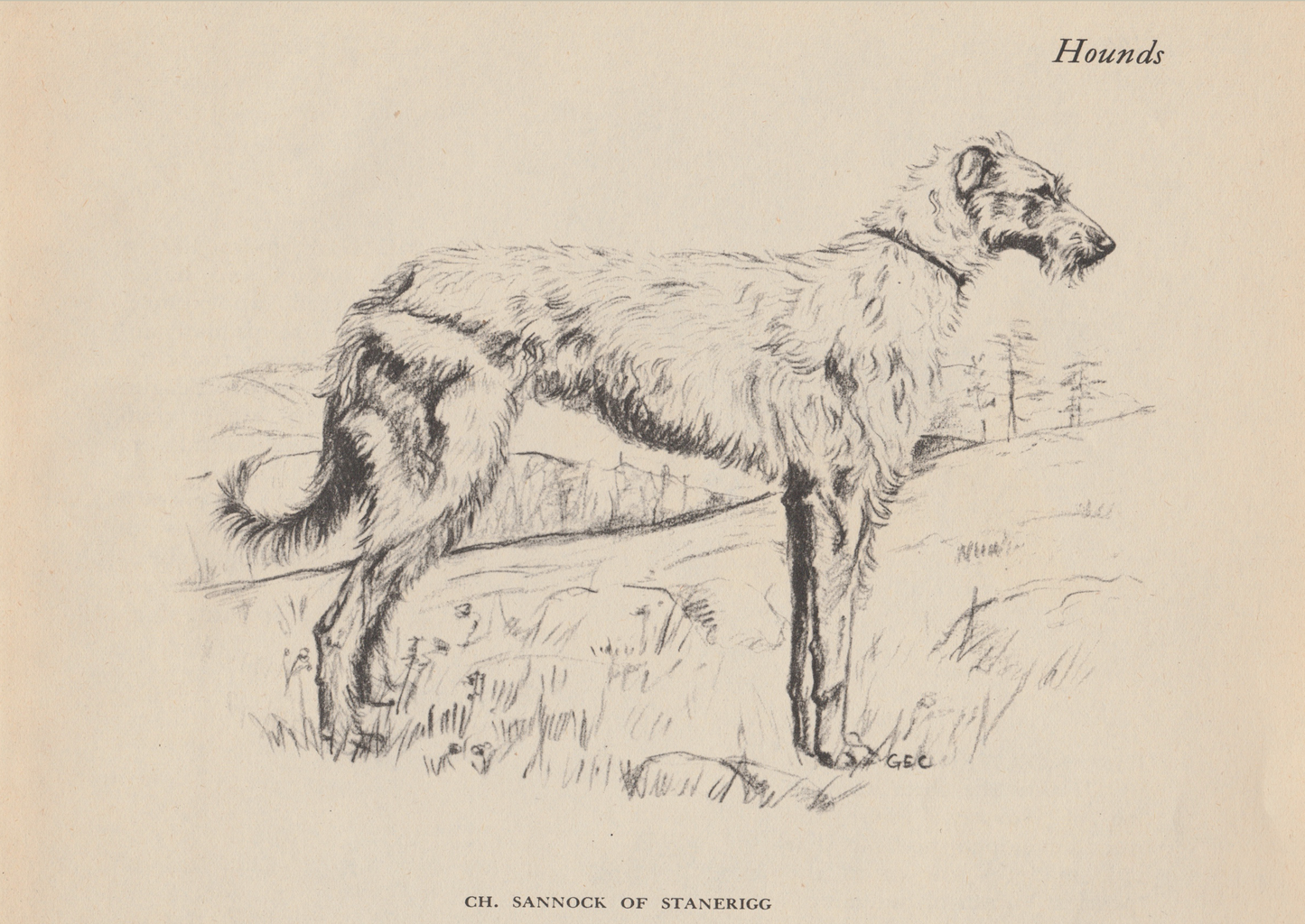 Scottish Deerhound Print