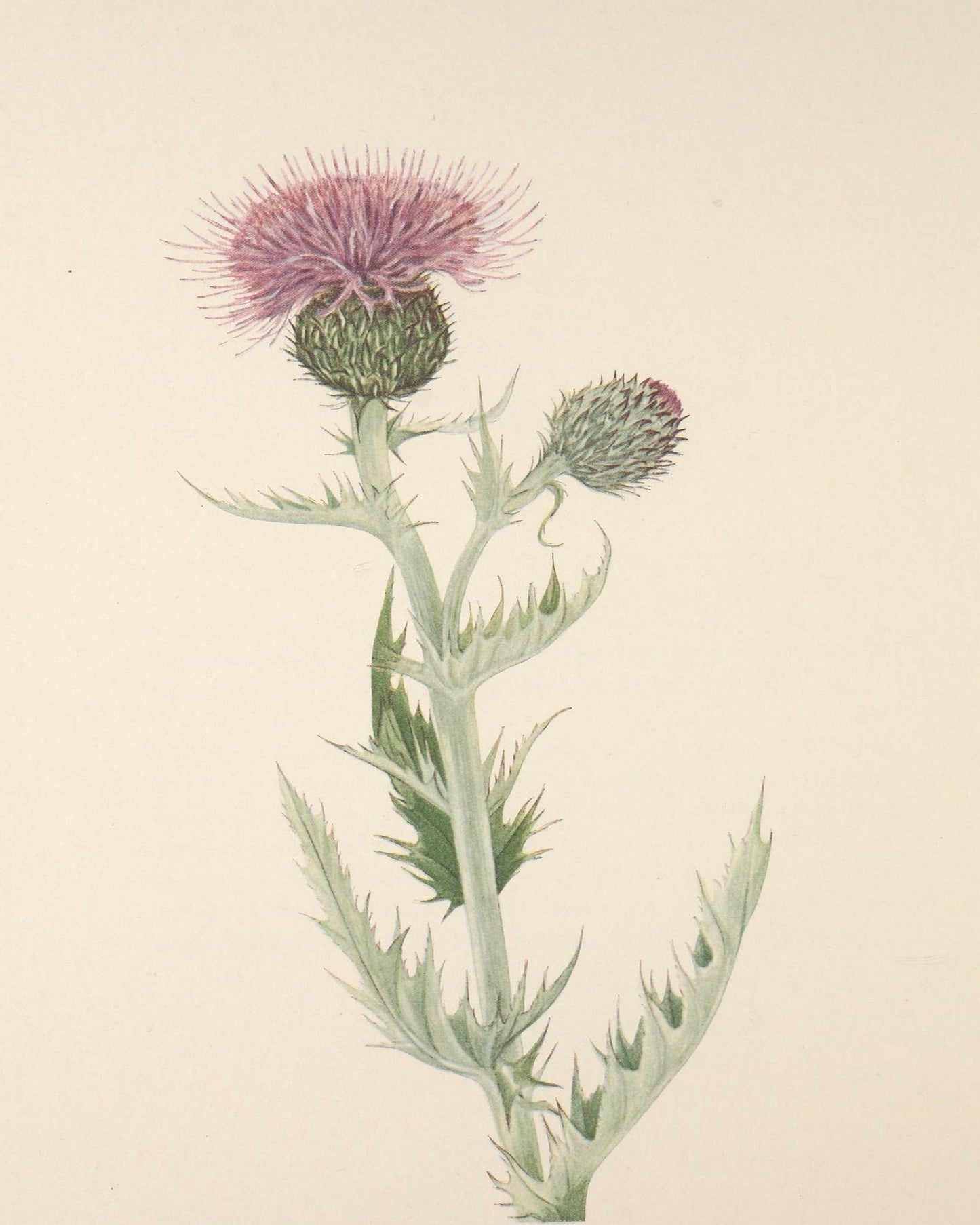 Thistle Print