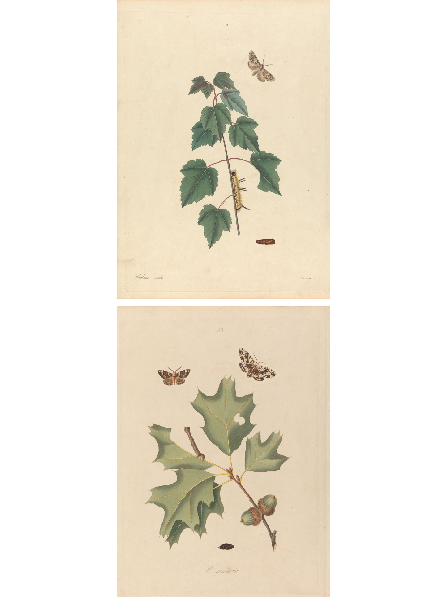 Insects I and II 1797 Prints