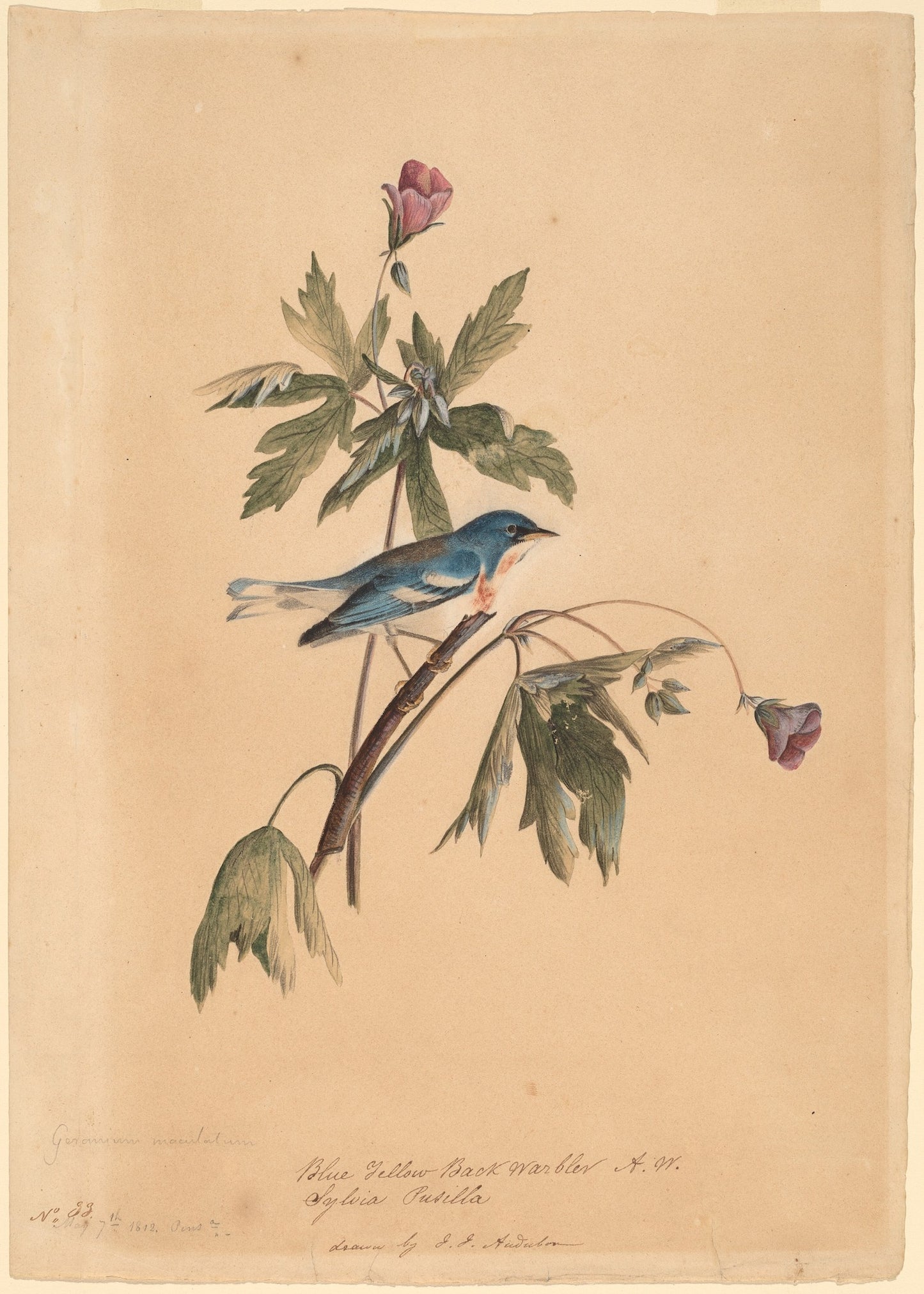 Blue Yellow Back Warbler Print
