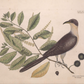 18th c. Bird Antique Art Print I