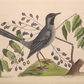18th c. Bird II Antique Art Print