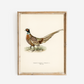 Pheasant Antique Art Print