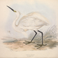 European Egret (Heron) I Antique Art Print