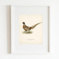 Pheasant Antique Art Print