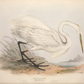 European Egret (Heron) II Antique Art Print