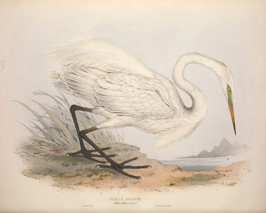European Egret (Heron) II Antique Art Print