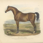 British Racehorse Antique Art Print