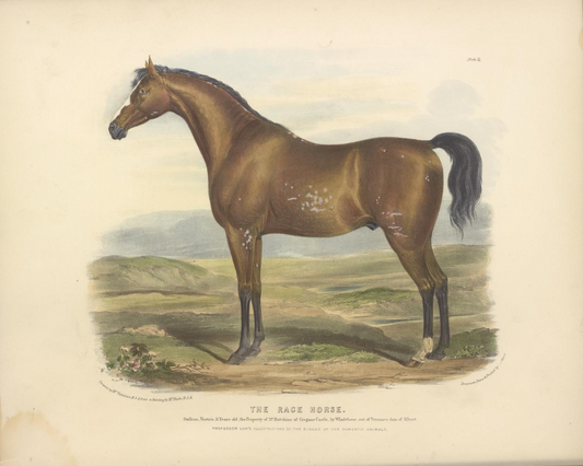 British Racehorse Antique Art Print