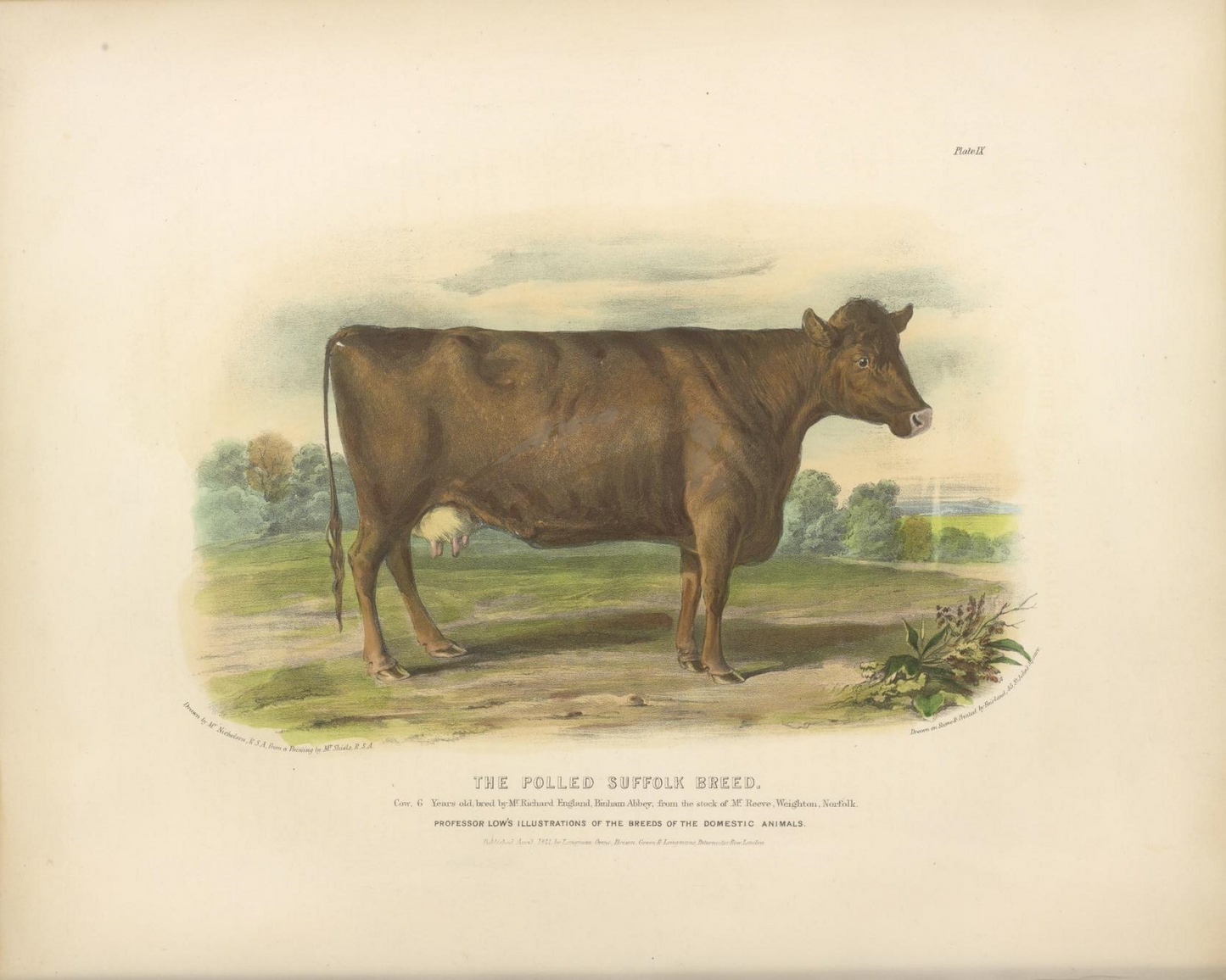 English Suffolk Cow Antique Art Print