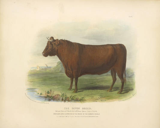 English Devon Bull Antique Art Print