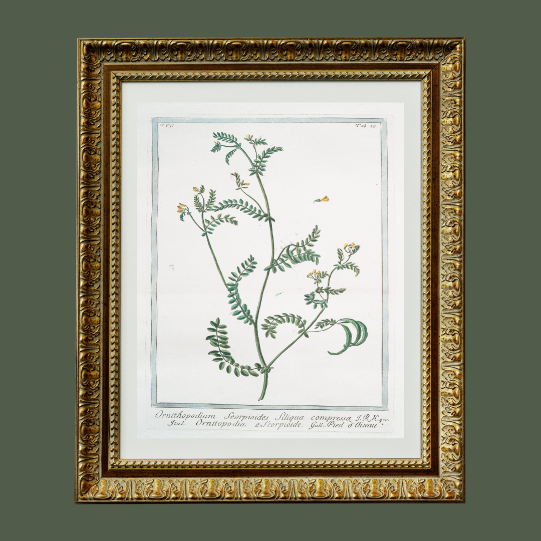 18th c. Florals VI Antique Art Print