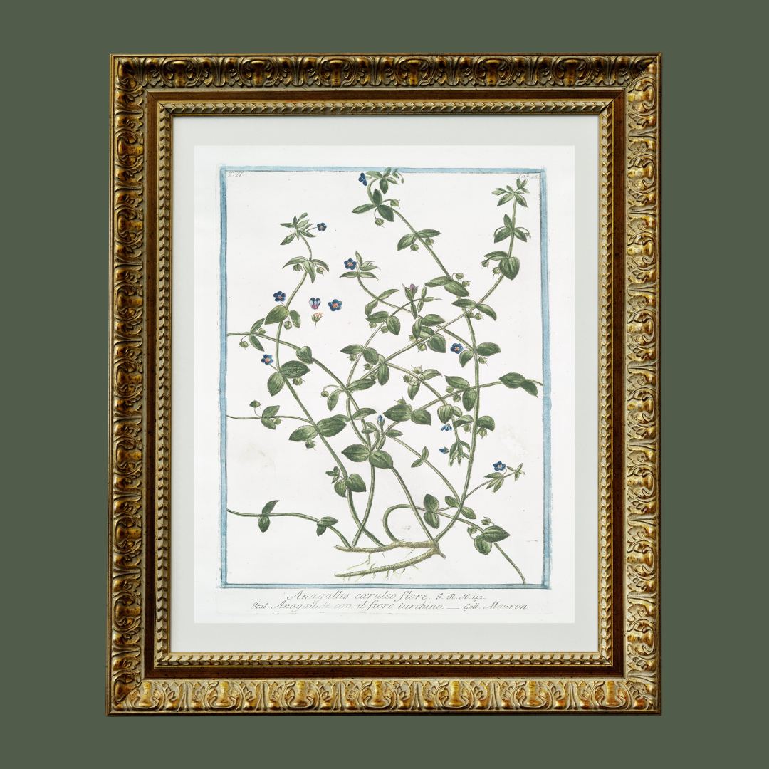 18th c. Florals II Antique Art Print