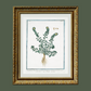 18th c. Florals VIII Antique Art Print