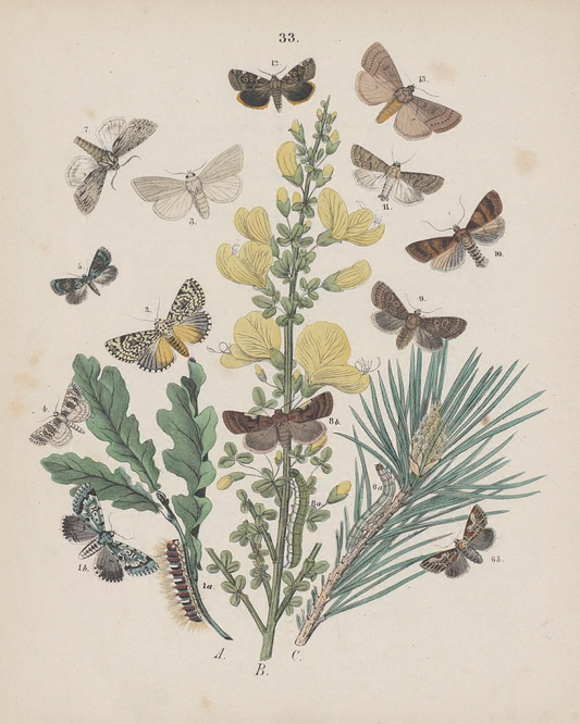 Butterflies I Antique Art Print