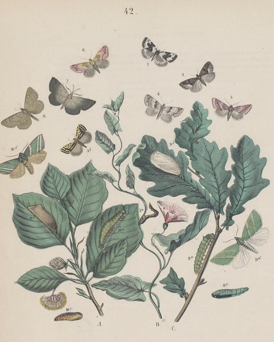 Butterflies IV Antique Art Print