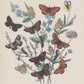 Butterflies II Antique Art Print